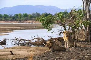 Zambia Prints: Coalition of two African male lions (Panthera leo) resting on the banks of the Luangwa river