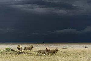 Images Dated 30th September 2008: Coalition of male Lions (Panthera leo) in grassland before storm, Masai-Mara game reserve
