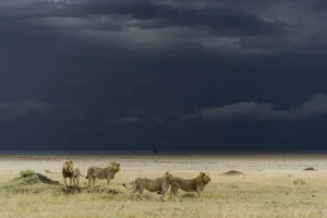 Coalition of male Lions (Panthera leo) in grassland before storm, Masai-Mara game reserve