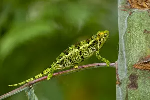 Coarse chameleon (Trioceros rudis) profile, Volcanoes National Park, Rwanda