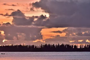 Araucariales Gallery: Coast of l Ile-des-Pins with the New Caledonia pines (Araucaria columnaris) that