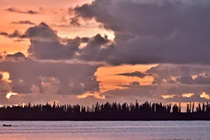 2020 February Highlights Gallery: Coast of l Ile-des-Pins with the New Caledonia pines (Araucaria columnaris) that
