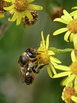 Asterales Prints: Coast leafcutter bee (Megachile maritima) nectaring on Common ragwort (Senecio jacobaea) flowers in coastal sand dunes