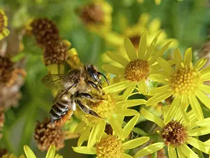 Asterales Prints: Coast leafcutter bee (Megachile maritima) nectaring on Common ragwort (Senecio jacobaea) flowers in coastal sand dunes