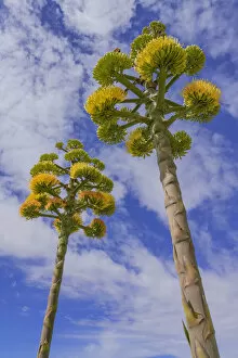Agave Gallery: Coastal agave (Agave shawii), two flower spikes against sky, view from below
