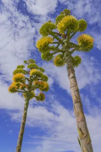 Asparagaceae Gallery: Coastal agave (Agave shawii), two flower spikes against sky, view from below