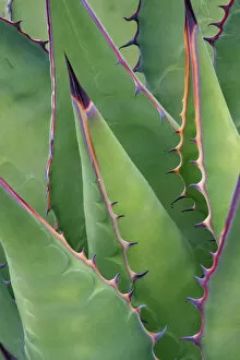 Asparagaceae Gallery: Coastal agave (Agave shawii) leaves. Near Bahia de Los Angeles, Baja California, Mexico