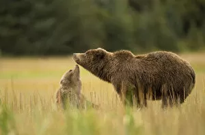 Images Dated 11th September 2014: Coastal brown bear (Ursus arctos) interacting with cub in field, Lake Clarke National Park