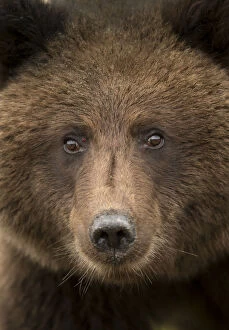 Images Dated 11th September 2014: Coastal brown bear (Ursus arctos), Lake Clarke National Park, Alaska, September