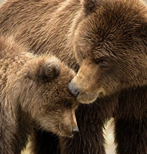 Images Dated 11th September 2014: Coastal brown bear (Ursus arctos) and cub, Lake Clarke National Park, Alaska, September