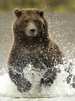 Images Dated 9th September 2015: Coastal brown bear (Ursus arctos) fishing, Lake Clarke National Park, Alaska, September
