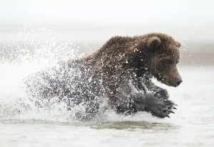 Coastal brown bear (Ursus arctos) fishing , Lake Clarke National Park, Alaska, September Coastal brown bear (Ursus arctos) fishing , Lake Clarke National Park, Alaska, September