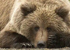 Lying On Ground Prints: Coastal brown bear (Ursus arctos) resting, Lake Clarke National Park, Alaska, September