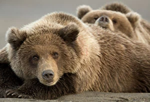Coastal brown bears (Ursus arctos) resting, Lake Clarke National Park, Alaska, September