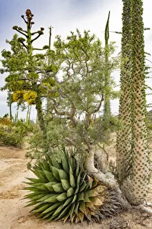 2021 January Highlights Collection: Coastal century (Agave shawii), Baja elephant tree (Pachycormus discolor