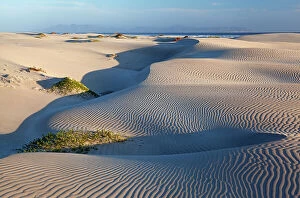 Images Dated 17th October 2018: Coastal dune vegetation, Bahia Magdalena, Baja California Peninsula, June