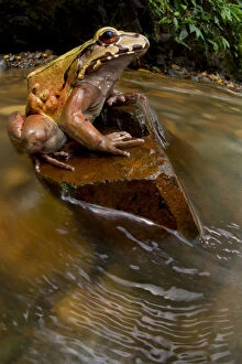 Images Dated 16th May 2014: Coastal Ecuador smoky jungle frog / Choco jungle-frog (Leptodactylus peritoaktites)