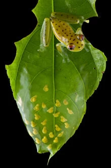 Images Dated 3rd January 2014: Coastal glassfrog (Cochranella litoralis) on leaf with eggs. San Lorenzo, Esmeraldas, Ecuador