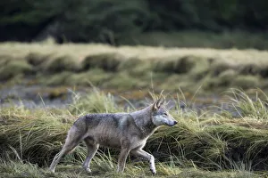 Wolves Prints: Coastal grey wolf (Canis lupus) genetically distinct from other Grey wolves, Sacred