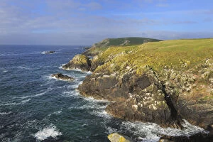 Images Dated 15th June 2011: Coastal landscape with rocky headland, Great Saltee Island, County Wexford, Republic of Ireland