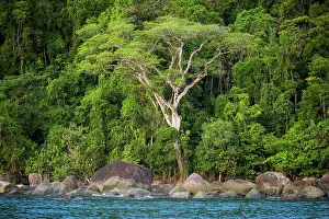 Republic Of Madagascar Prints: Coastal rainforest, Masoala National Park, Madagascar. March, 2018