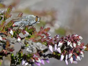 Asiloidea Prints: Coastal silver stiletto fly (Acrosathe annulata) male