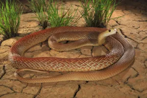Elapid Prints: Coastal taipan (Oxyuranus scutellatus) tasting air, Julatten, north Queensland, Australia