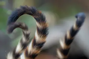 Pantanal Prints: Three Coatis (Nasua nasua) tail detail, Transpantaneira, Pantanal, Mato Grosso, Brazil