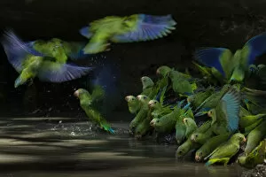 Cobalt-winged parakeets (Brotogeris cyanoptera) eating clay