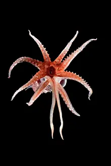 Underside Prints: Cock-eyed squid (Histioteuthis bonnellii) portrait