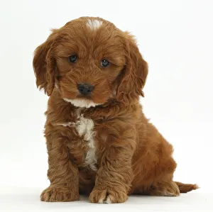 White Background Prints: Cockapoo, Cocker spaniel cross Poodle puppy sitting