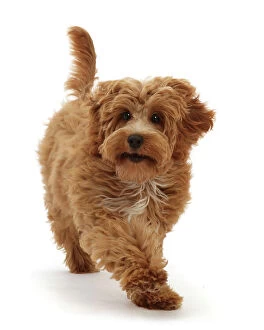 Crossbreed Collection: Cockapoo puppy, aged 4 months, running, portrait