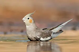 Cacatuidae Prints: Cockatiel (Nymphicus hollandicus) female bathing in shallow water
