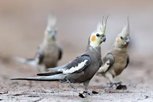 Cacatuidae Prints: Three Cockatiels (Nymphicus hollandicus) walking down to a puddle to drink on a hot