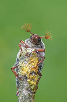 Chafer Beetle Prints: Cockchafer beetle (Melolontha melolontha) on lichen encrusted twig. France. May