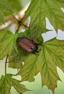 Chafer Beetle Prints: Cockchafer (Melolontha melolontha) resting on a leaf, Slovenia. May