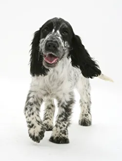 Smiling Prints: Cocker Spaniel walking forward