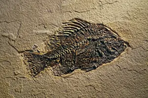 Geological Era Prints: Cockerellites liops / Priscacara liops fossil