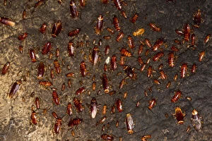 Cockroaches (Periplaneta americana) on wall of Gomantong Cave. Sabah, Borneo. Malaysia