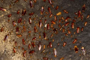 Malaysia Prints: Cockroaches (Periplaneta americana) on wall of Gomantong Cave. Sabah, Borneo. Malaysia