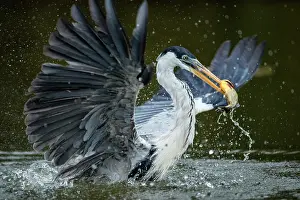 Typical Heron Prints: Cocoi heron (Ardea cocoi) fishing in river, Pantanal wetlands, Mato Grosso, Brazil