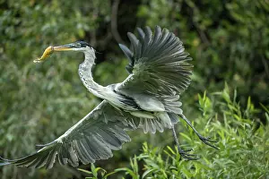Typical Heron Prints: Cocoi heron (Ardea cocoi) in flight carrying fish prey in beak