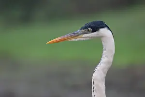 Typical Heron Prints: Cocoi heron (Ardea cocoi) head portrait, Pampas del Yacuma, El Beni, Bolivia