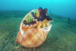 Shell Prints: Coconut octopus (Amphioctopus marginatus) emerging from its home in an old gastropod shell