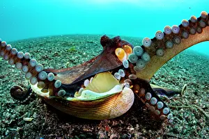 Shell Prints: Coconut octopus (Octopus marginatus) flaring her arms and revealing her suckers as she exits her shell home