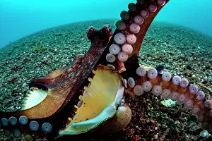 Shell Prints: Coconut octopus (Octopus marginatus) flaring her arms and revealing her suckers as she exits her shell home