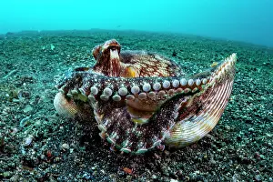 Shell Prints: Coconut octopus (Octopus marginatus) on seabed grabbing two bivalve shells for its home