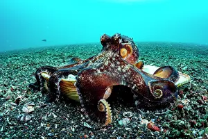 Shell Prints: Coconut octopus (Octopus marginatus) walking along the seabed carrying its shell home