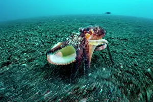 Shell Prints: Coconut octopus (Octopus marginatus) walking along the seabed carrying its shell home