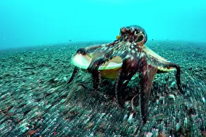 Shell Prints: Coconut octopus (Octopus marginatus) walking along the seabed carrying its shell home